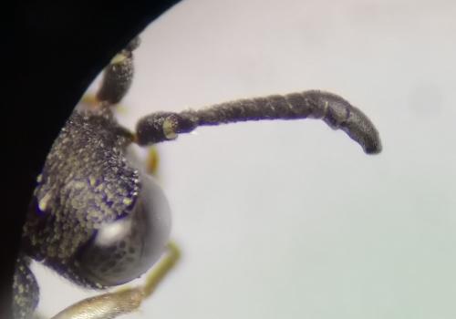 Réf. 263 105 : Nysson dimidiatus
